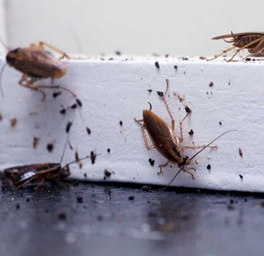 Best Pest Control Company in Kolkata