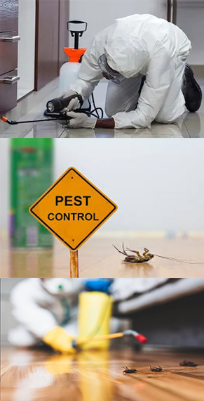 Trusted Pest Control Company in Kolkata