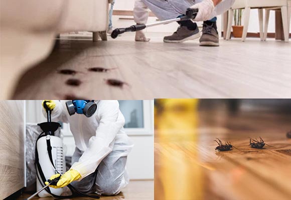 Trusted Pest Control Company in Kolkata